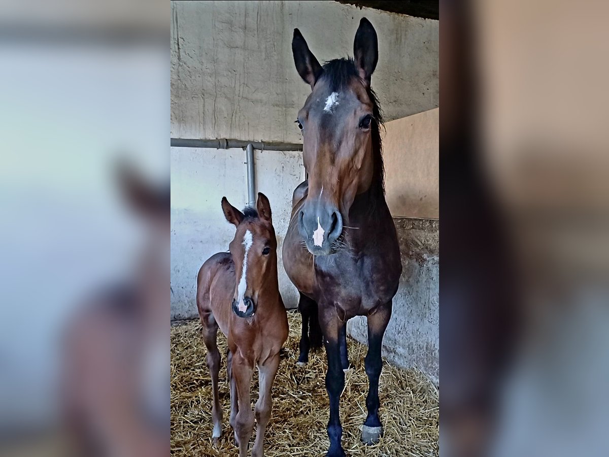 Oldenbourg Jument 14 Ans 163 cm Bai brun in Stulln