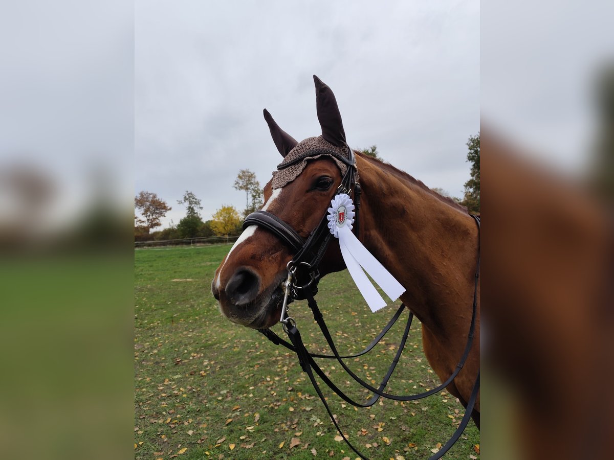 Oldenbourg Jument 15 Ans 165 cm Alezan in Aukrug