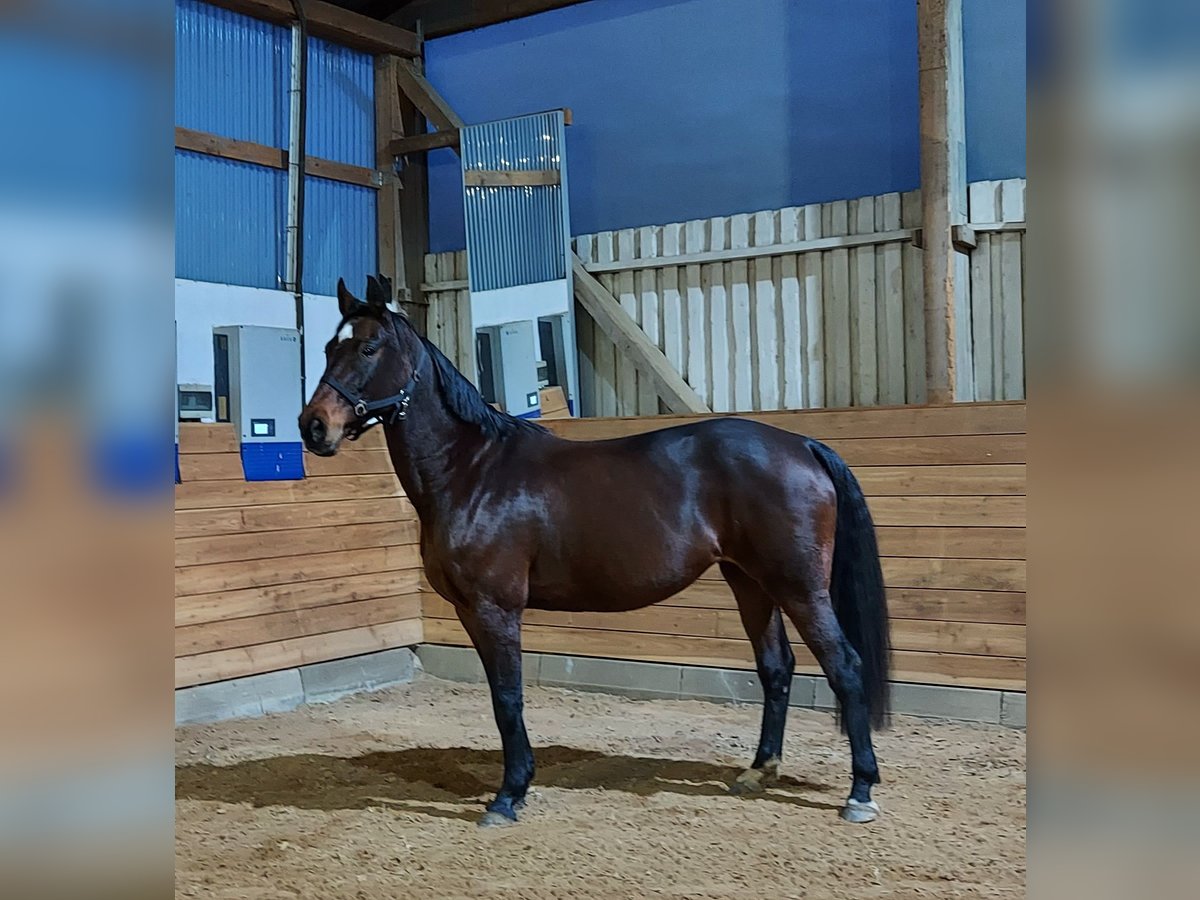 Oldenbourg Jument 15 Ans 165 cm Bai in Warin