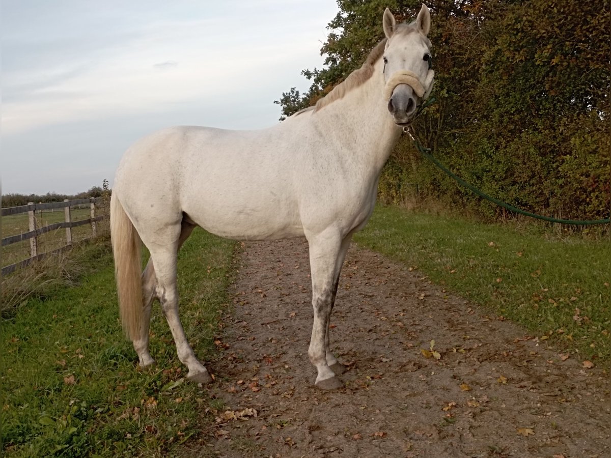 Oldenbourg Jument 15 Ans 169 cm Gris in Börgerende-Rethwisch