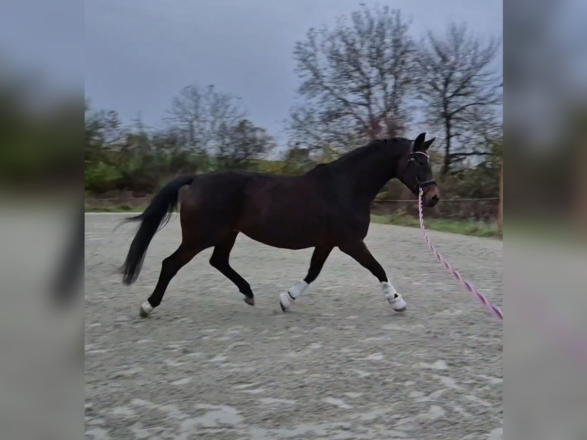 Oldenbourg Jument 15 Ans 170 cm Bai in Bruchsal