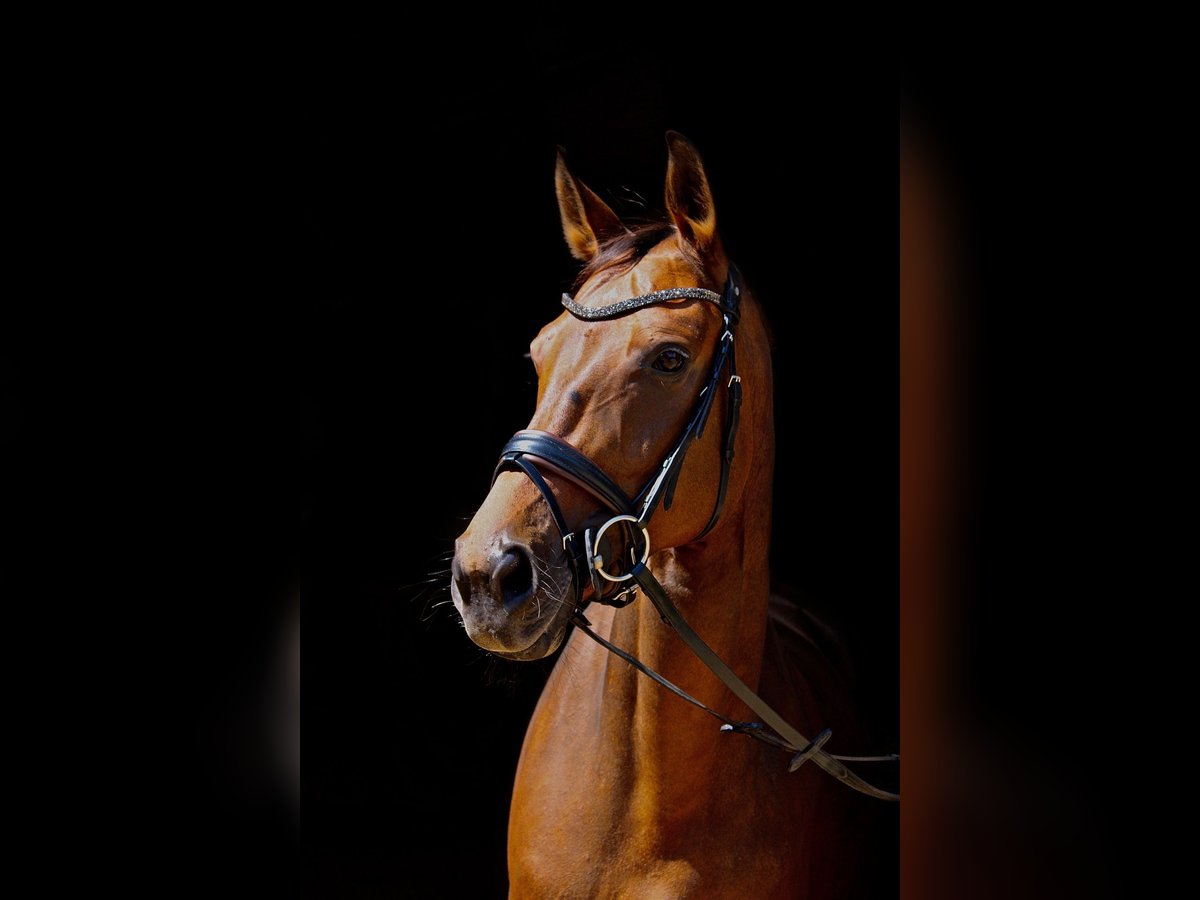 Oldenbourg Jument 15 Ans 170 cm Bai in Tawern