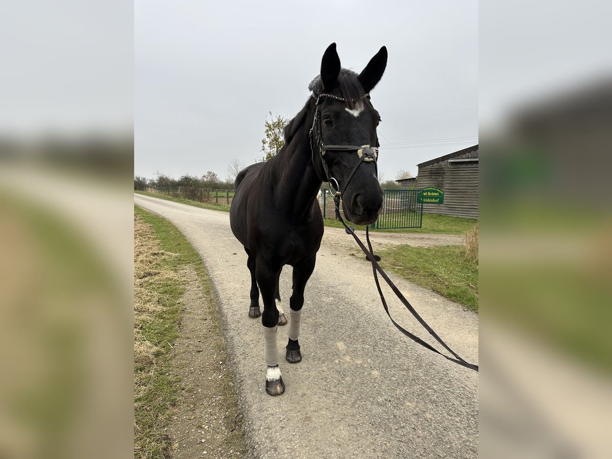 Oldenbourg Jument 15 Ans 179 cm Bai brun foncé in Braunschweig