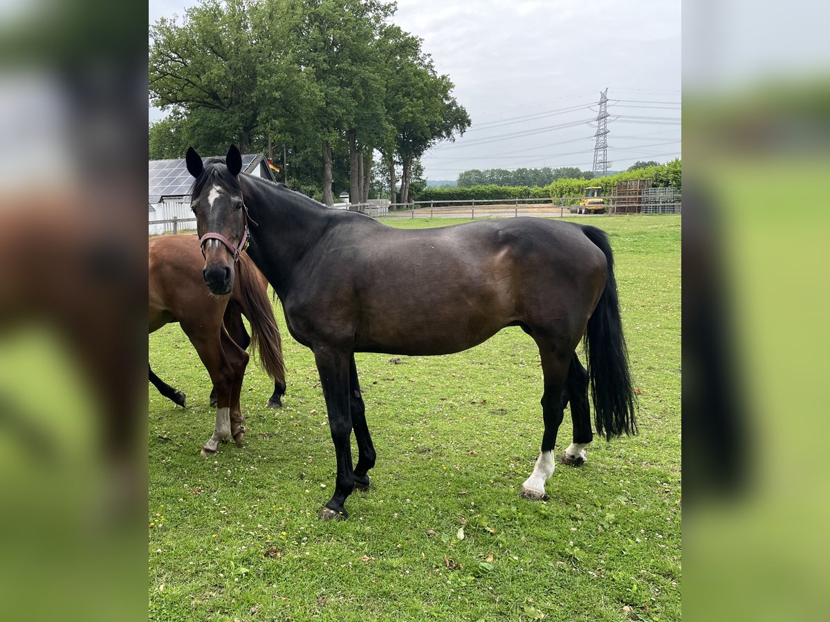 Oldenbourg Jument 16 Ans 168 cm Bai brun in Merzen