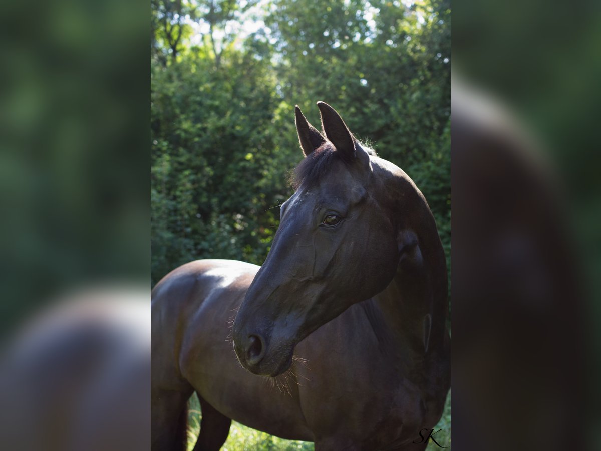 Oldenbourg Jument 16 Ans 173 cm Noir in Linz