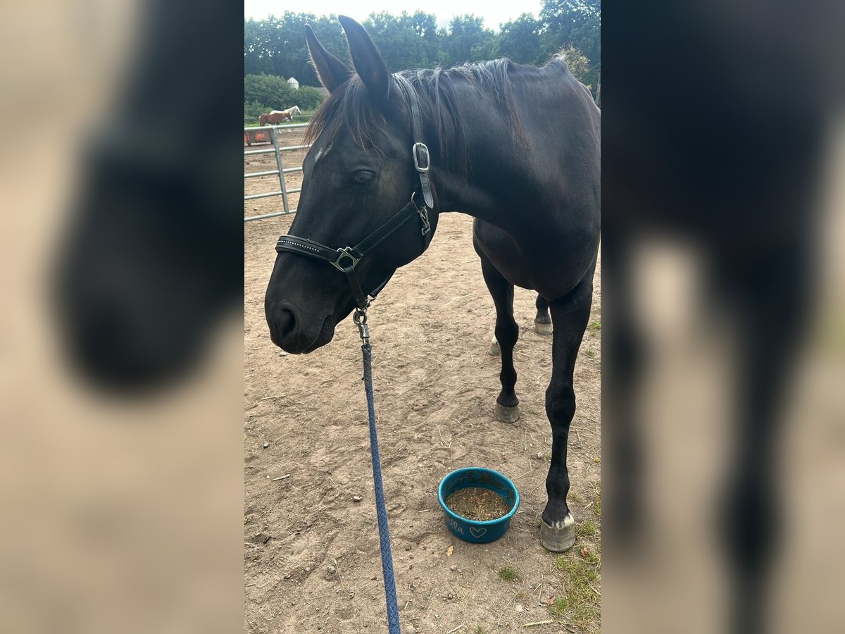 Oldenbourg Jument 17 Ans Noir in Winsen (Luhe) Oldenbourg Jument 17 Ans Noir in Winsen (Luhe)