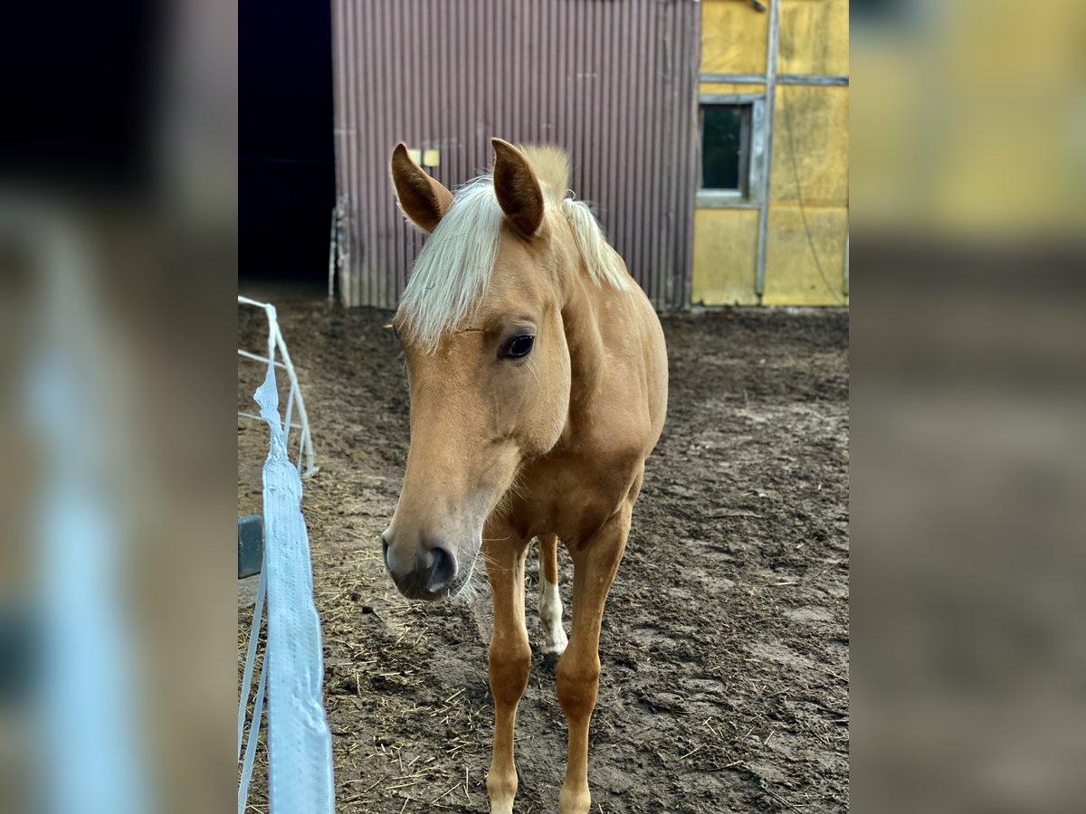 Oldenbourg Croisé Jument 1 Année 163 cm Palomino in Offenbach