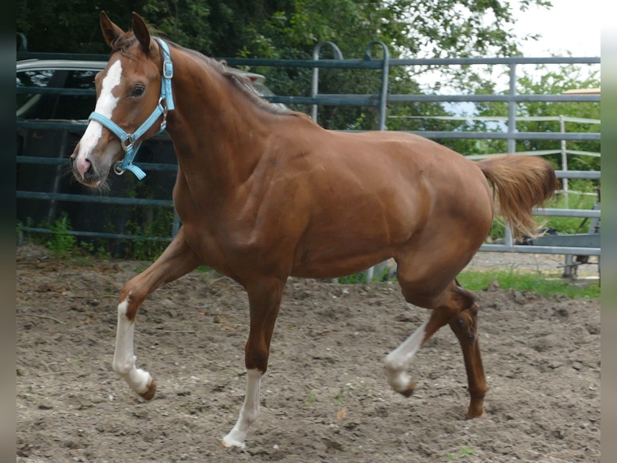 Oldenbourg Jument 1 Année 168 cm Alezan brûlé in Greifenstein