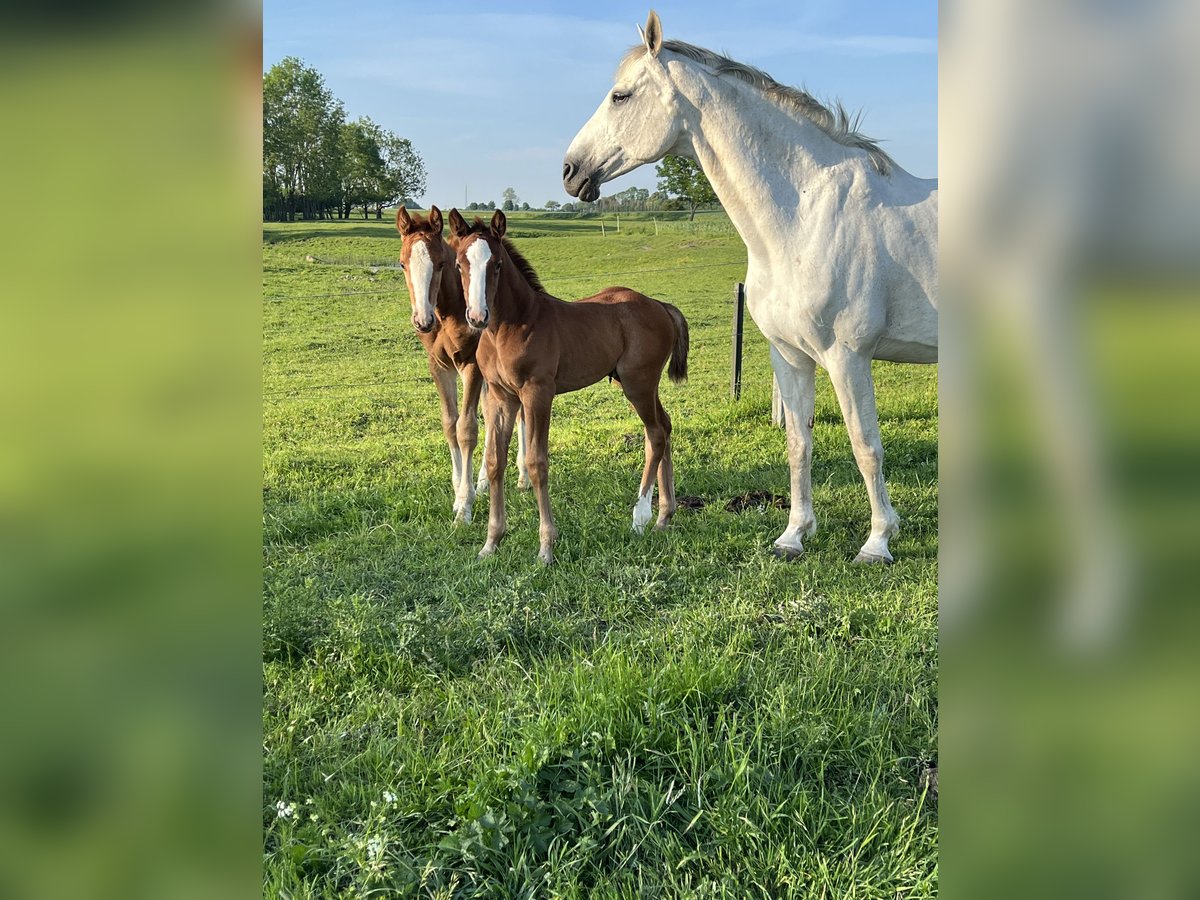 Oldenbourg Jument 1 Année 168 cm Peut devenir gris in Saßen-Trantow