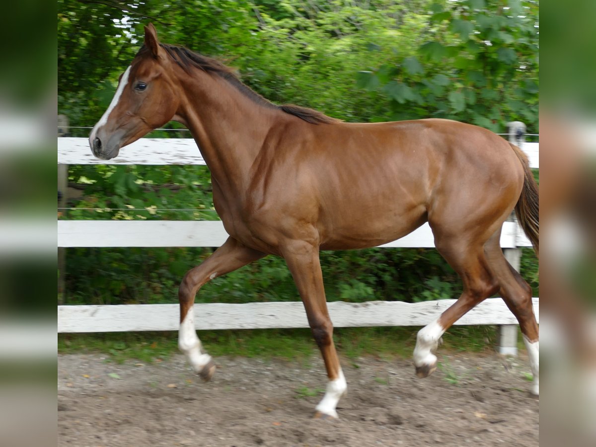 Oldenbourg Jument 1 Année 172 cm Alezan brûlé in Greifenstein