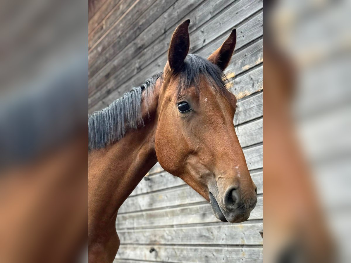 Oldenbourg Jument 1 Année 172 cm Bai in Dietfurt an der Altmühl