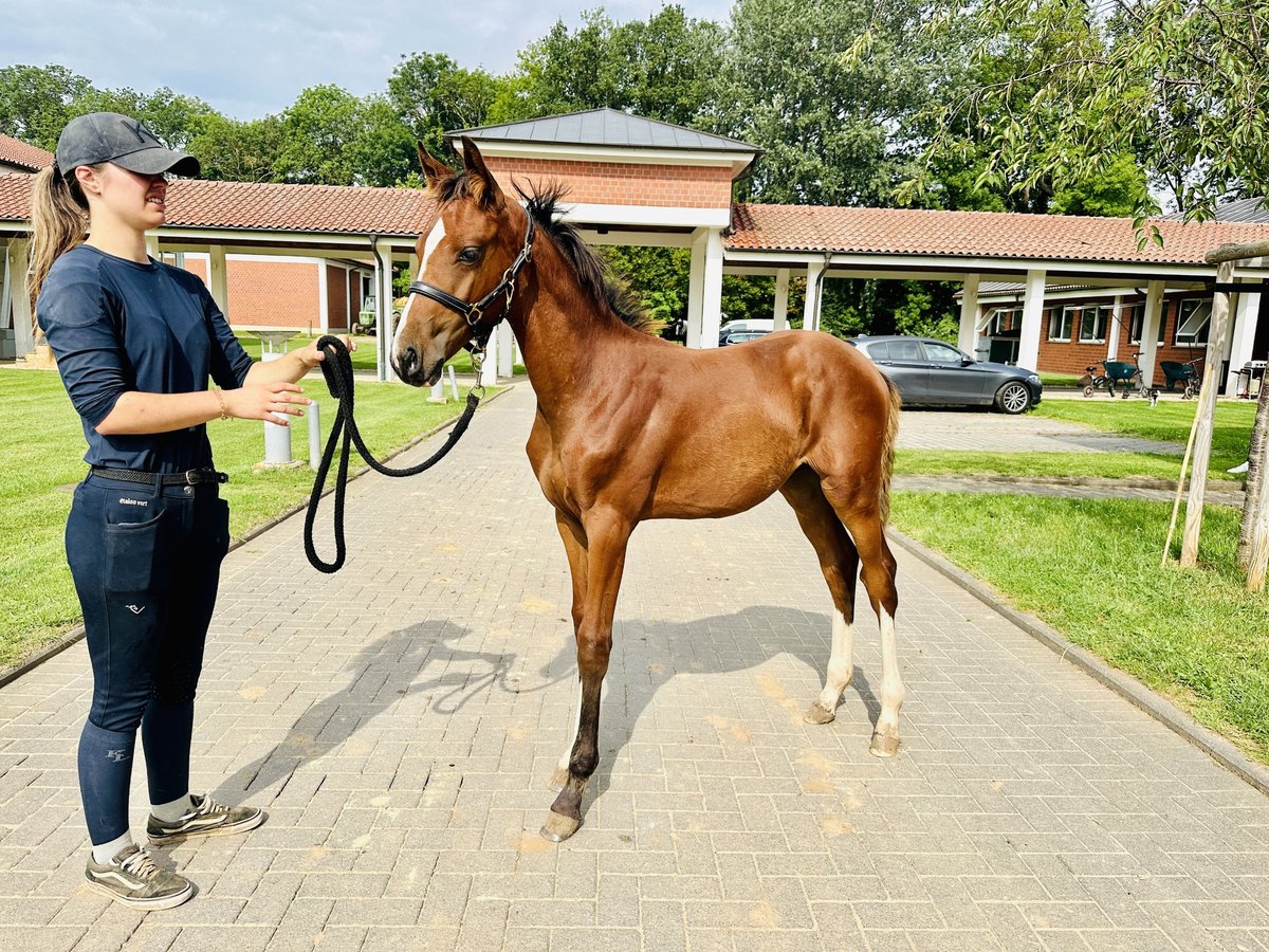 Oldenbourg Jument 1 Année Bai in Zülpich