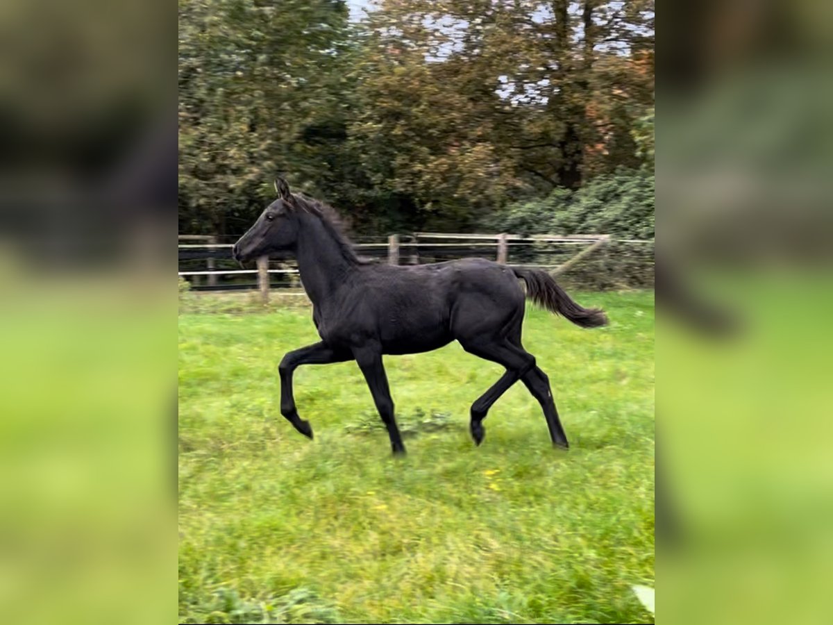 Oldenbourg Jument 1 Année Noir in Werlte