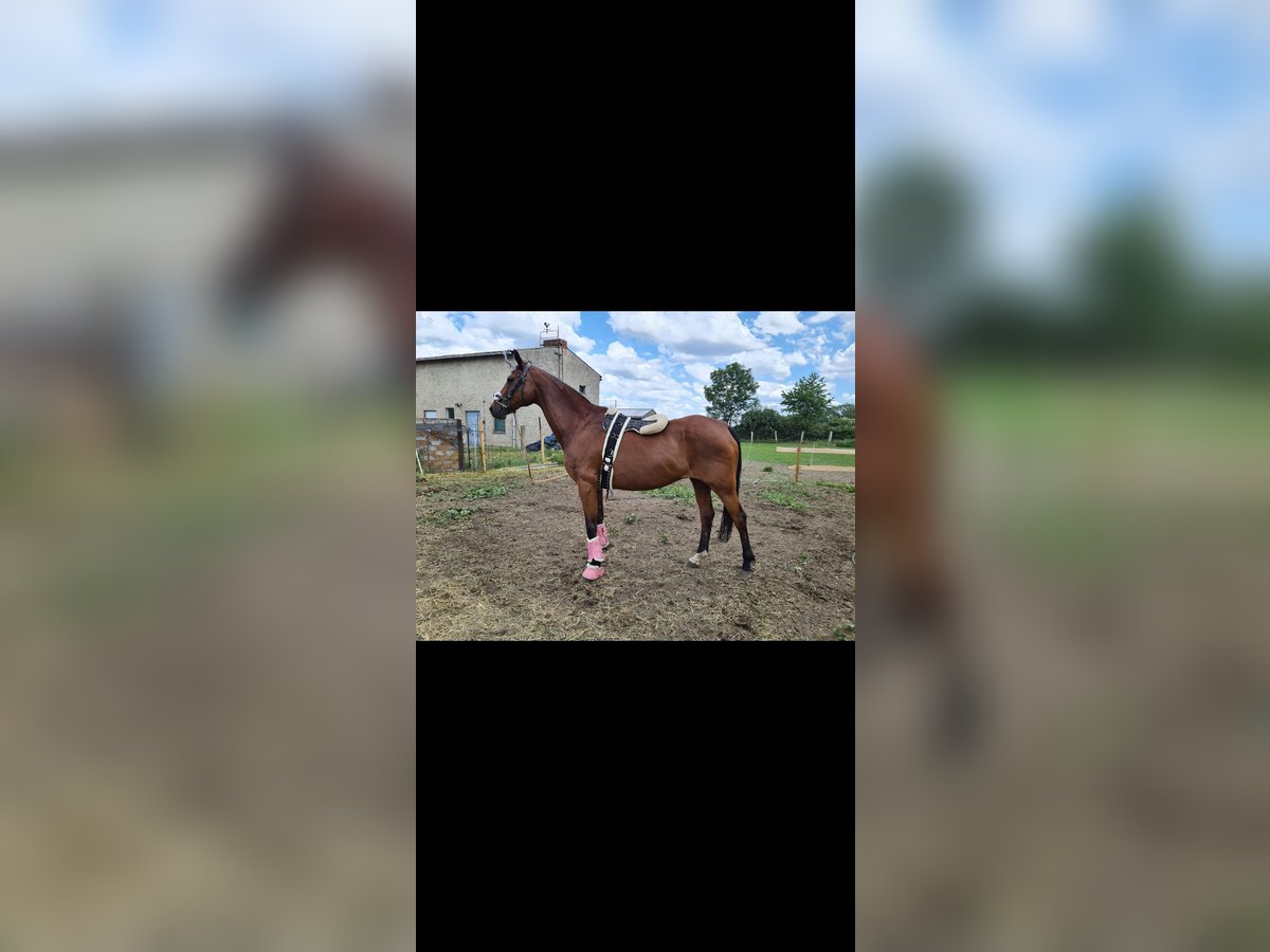 Oldenbourg Jument 21 Ans 166 cm Bai in Osterburg