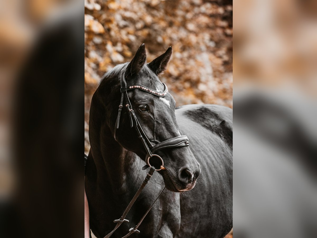 Oldenbourg Jument 22 Ans 166 cm Bai brun foncé in Daaden