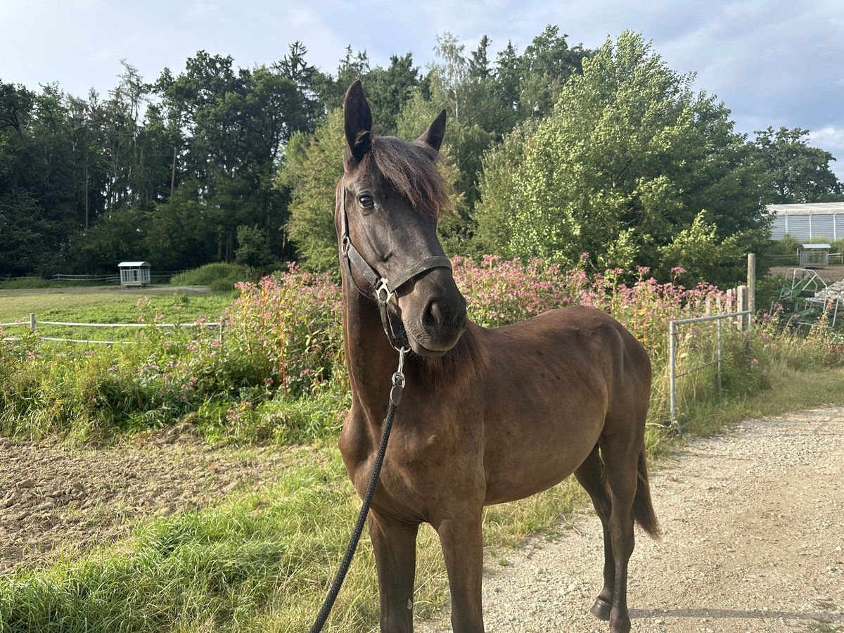 Oldenbourg Jument 2 Ans 140 cm Bai brun foncé in Train