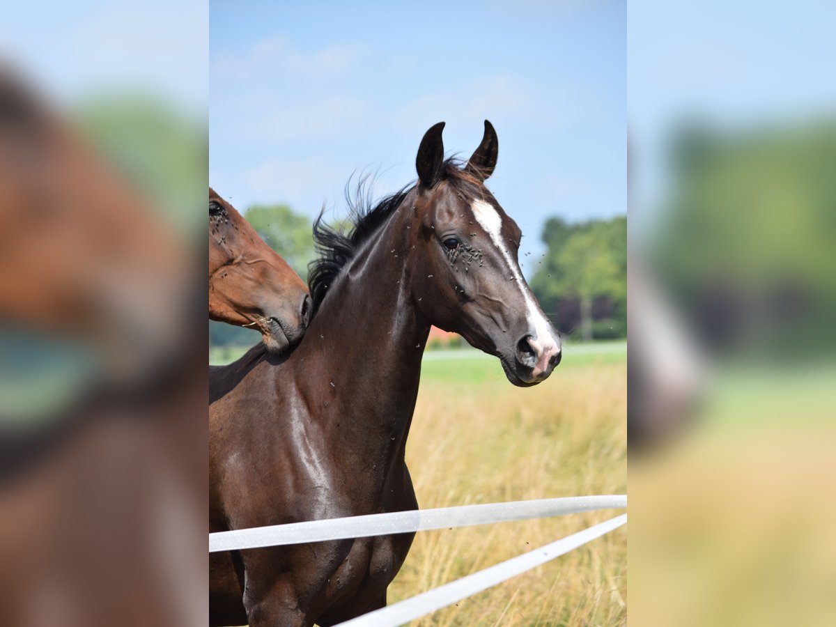 Oldenbourg Croisé Jument 2 Ans 156 cm Bai brun in Ovelg&#xF6;nne