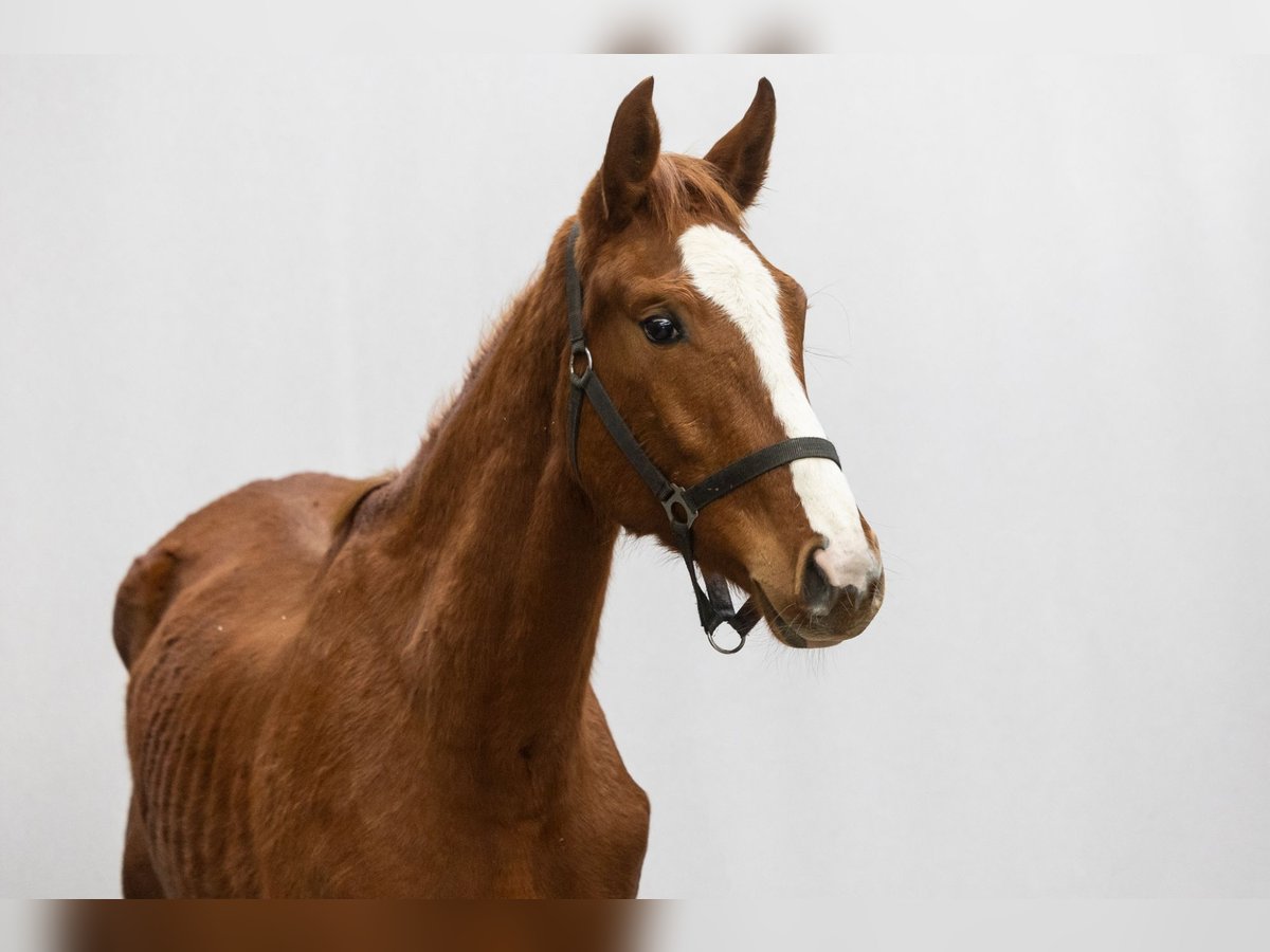 Oldenbourg Jument 2 Ans 163 cm Alezan brûlé in Waddinxveen