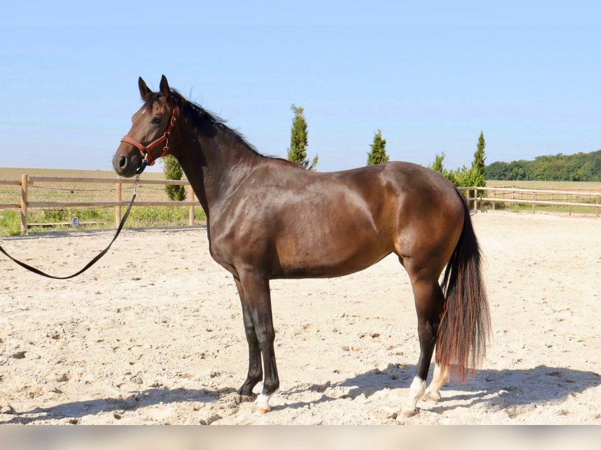 Oldenbourg Jument 2 Ans 165 cm Bai brun in Barjouville