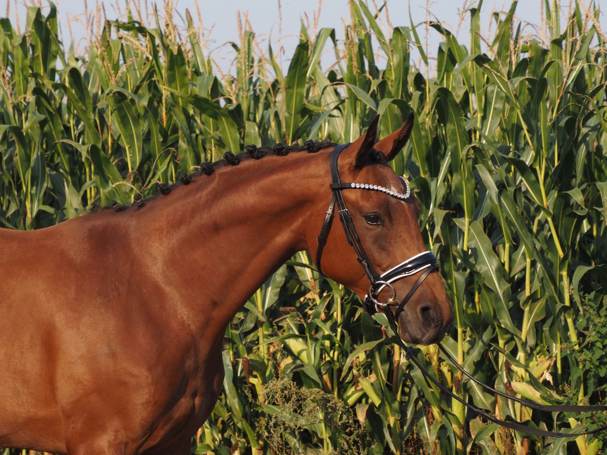 Oldenbourg Jument 2 Ans 166 cm Bai in Bramsche