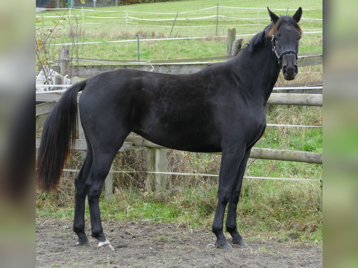 Oldenbourg Jument 2 Ans 169 cm Noir in Greifenstein