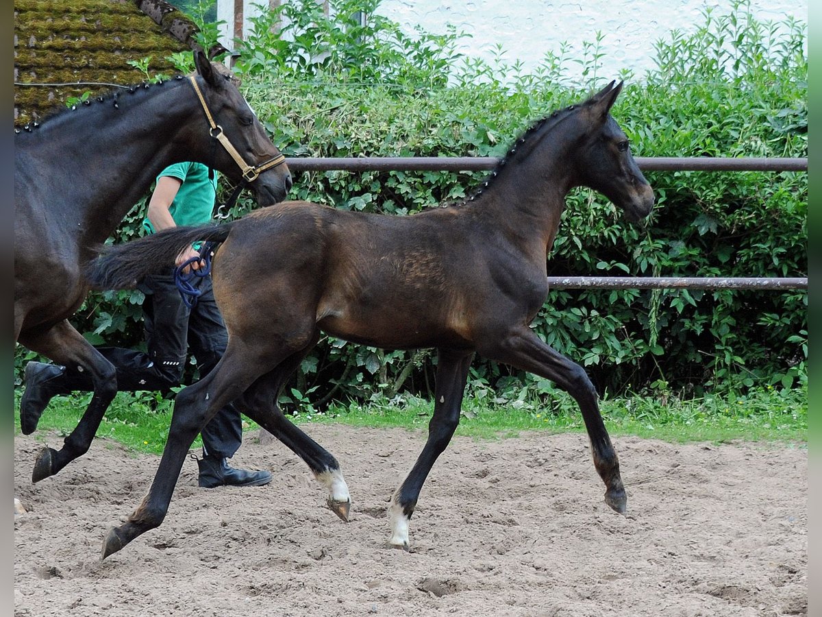 Oldenbourg Jument 2 Ans 170 cm Bai brun foncé in Emmerthal