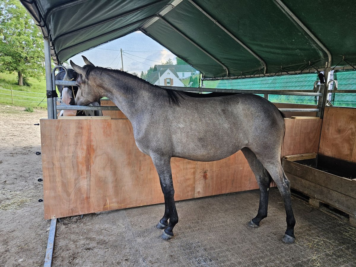 Oldenbourg Jument 2 Ans 170 cm Gris in Carlsberg