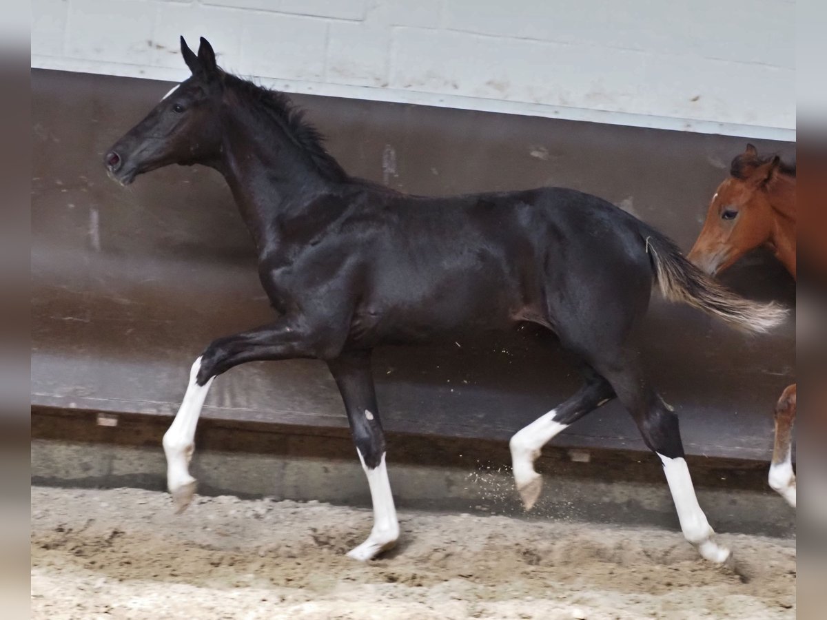 Oldenbourg Jument 2 Ans 170 cm Noir in Bramsche