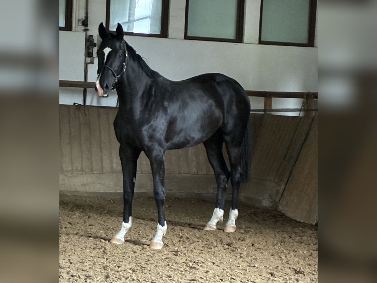 Oldenbourg Jument 2 Ans 172 cm Noir in Bad F&#xFC;ssing