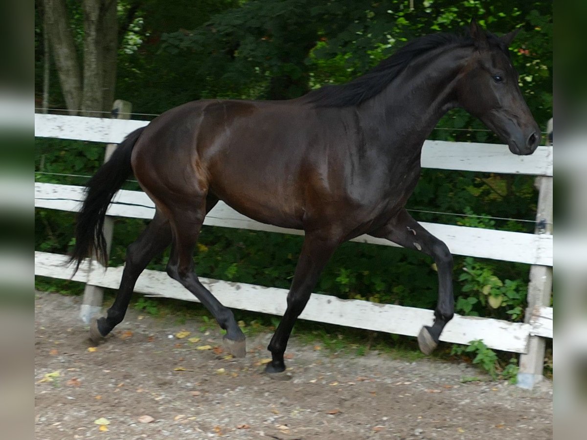 Oldenbourg Jument 2 Ans 174 cm Bai brun foncé in Greifenstein
