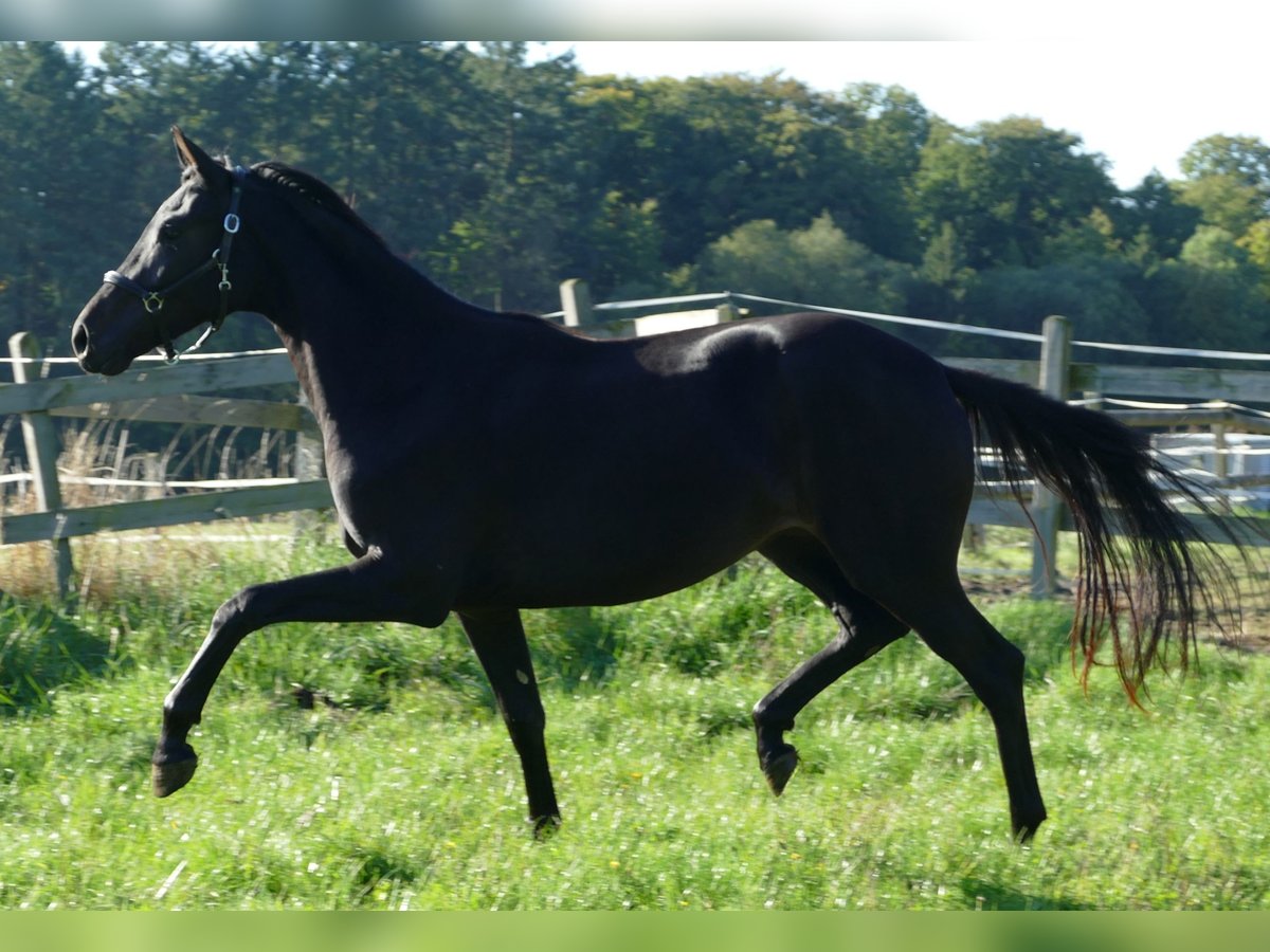 Oldenbourg Jument 2 Ans 175 cm Noir in Greifenstein