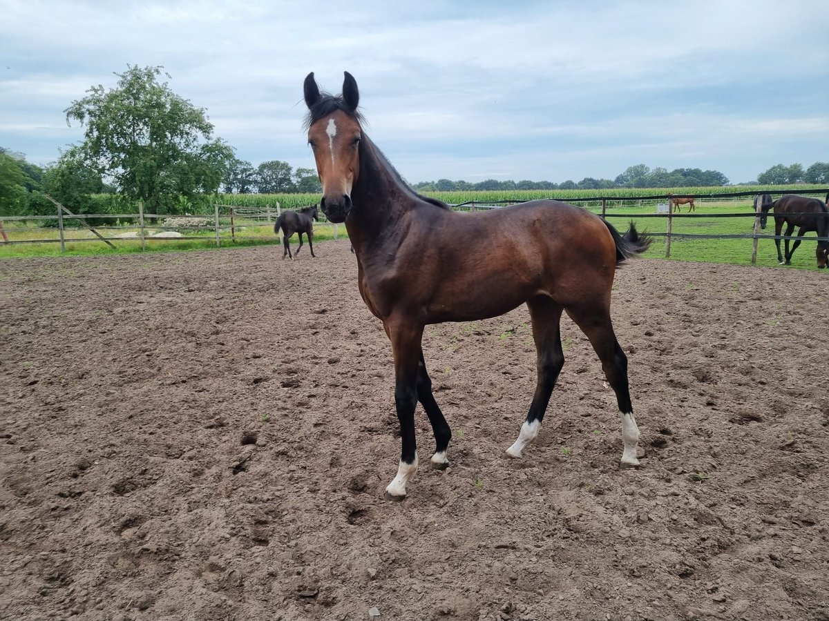 Oldenbourg Jument 2 Ans Bai brun in Bösel