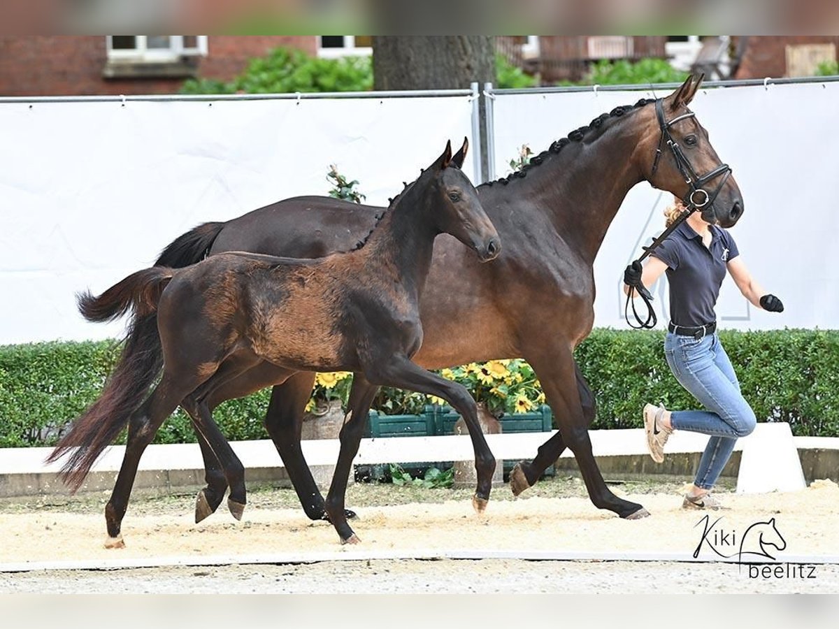 Oldenbourg Jument 2 Ans Bai brun foncé in Dahlenburg