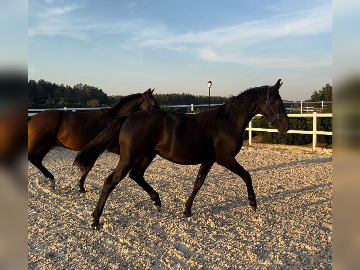 Oldenbourg Jument 2 Ans Noir in Niezabyszewo