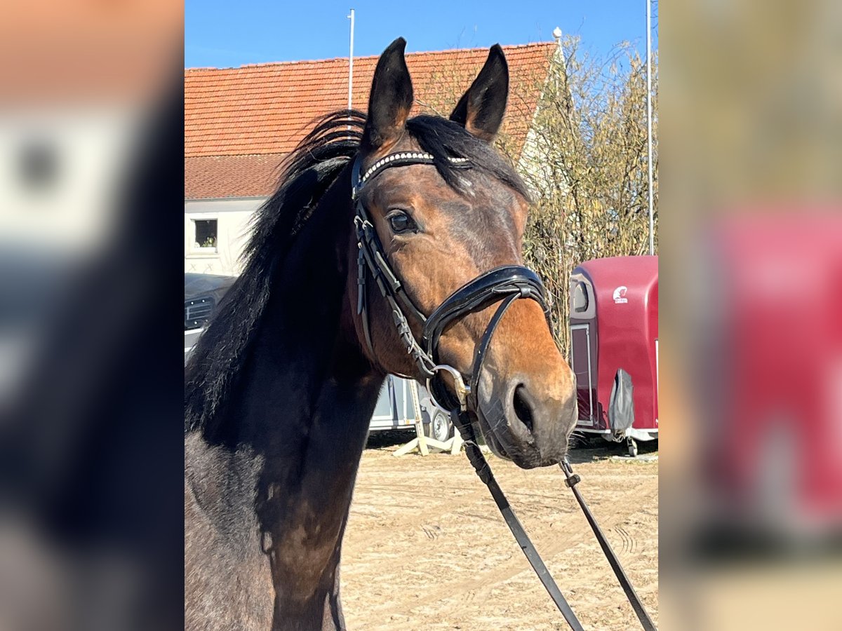 Oldenbourg Jument 3 Ans 160 cm Bai brun in Hiddenhausen