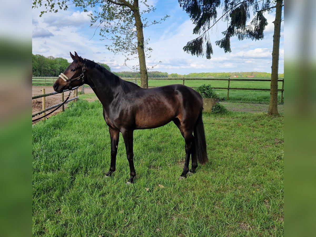 Oldenbourg Jument 3 Ans 163 cm Bai brun in Lindern (Oldenburg)