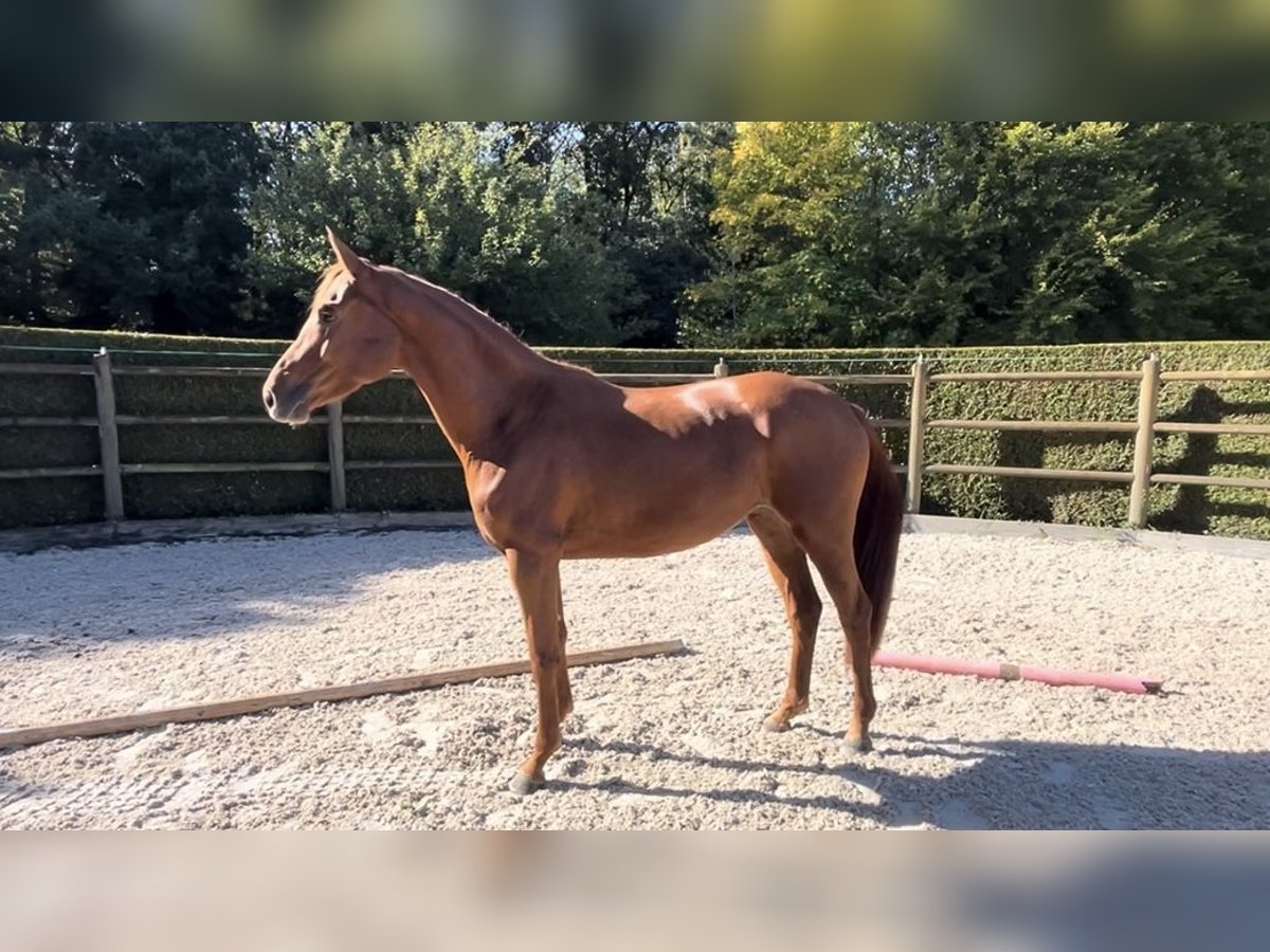 Oldenbourg Jument 3 Ans 164 cm Alezan cuivré in Malville