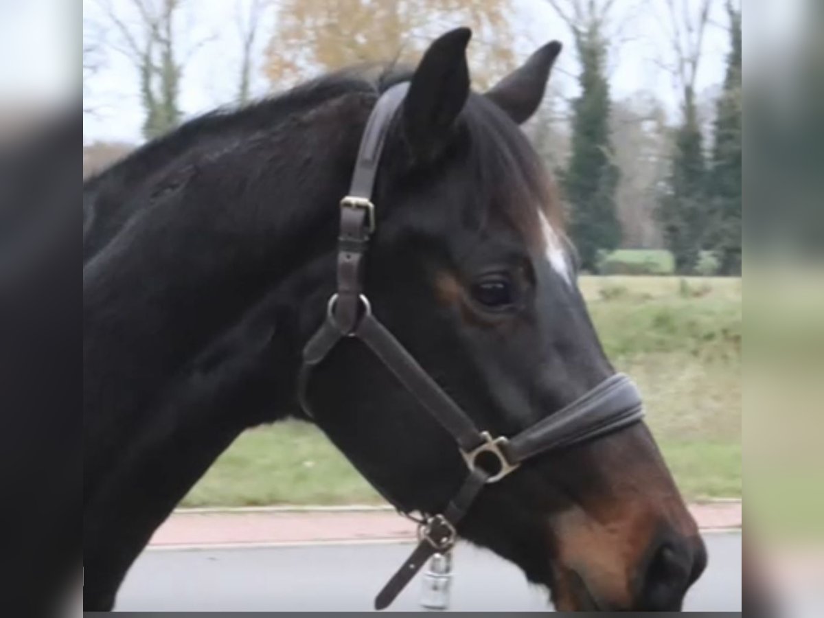 Oldenbourg Jument 3 Ans 165 cm Bai brun in Bakum