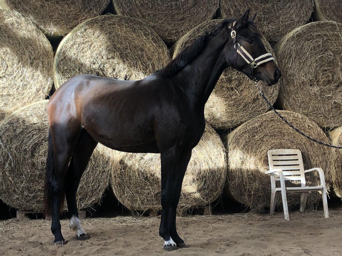 Oldenbourg Jument 3 Ans 165 cm Bai brun in Hiddenhausen