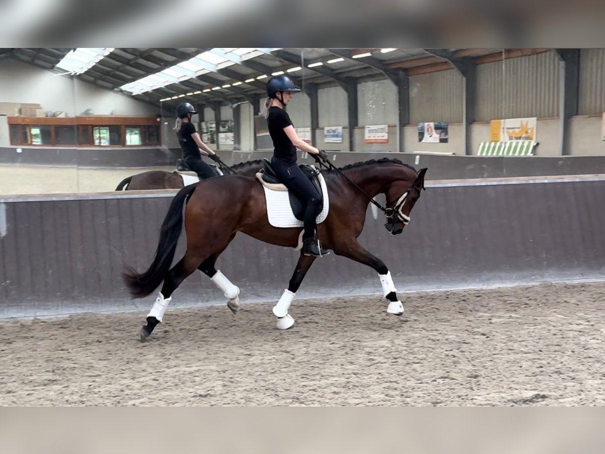 Oldenbourg Jument 3 Ans 165 cm Bai in Stramproy