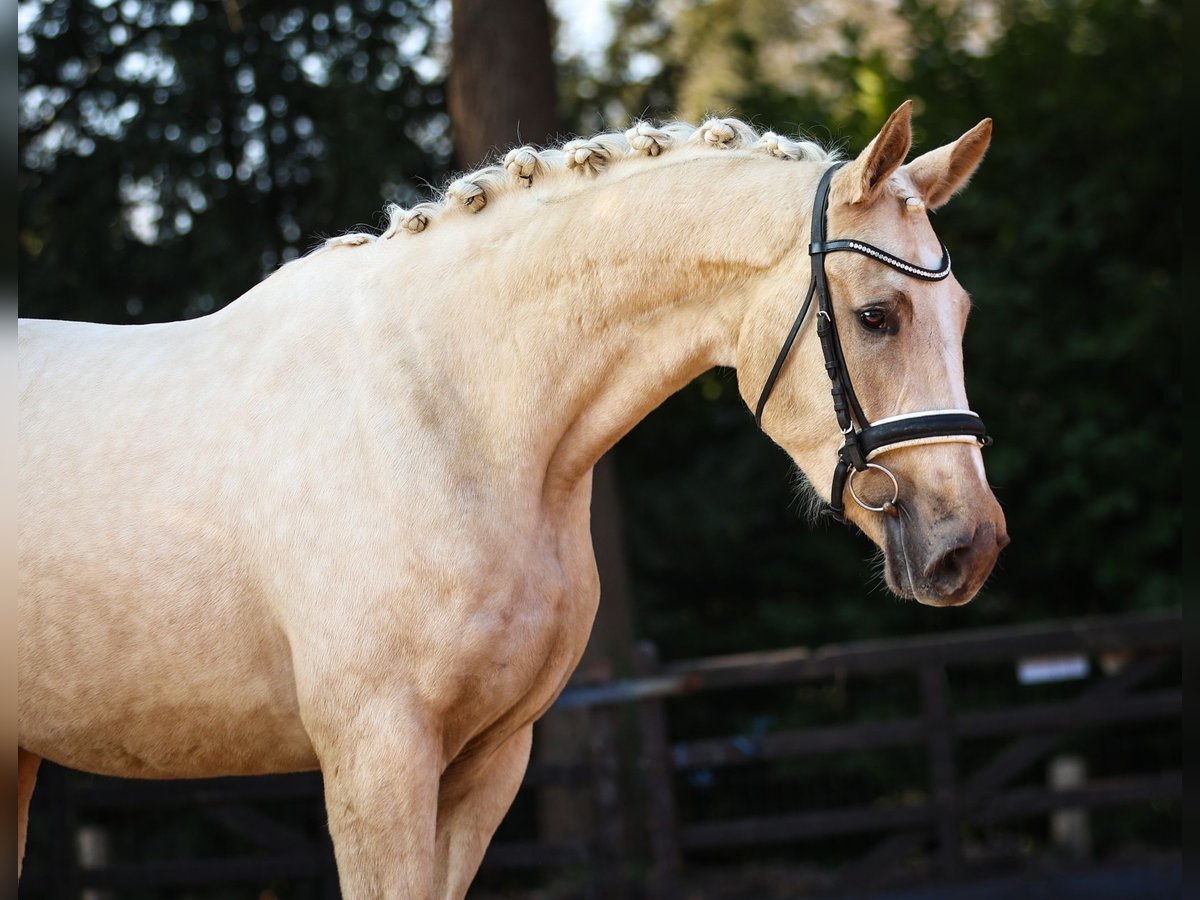 Oldenbourg Jument 3 Ans 165 cm Palomino in Bilthoven