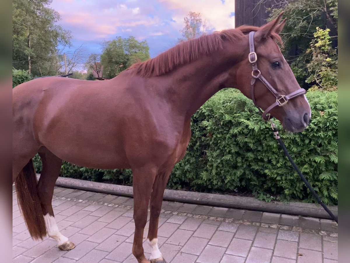 Oldenbourg Jument 3 Ans 166 cm Alezan brûlé in Roth