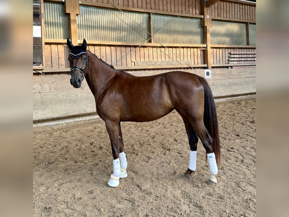 Oldenbourg Jument 3 Ans 167 cm Alezan brûlé in Pfullingen