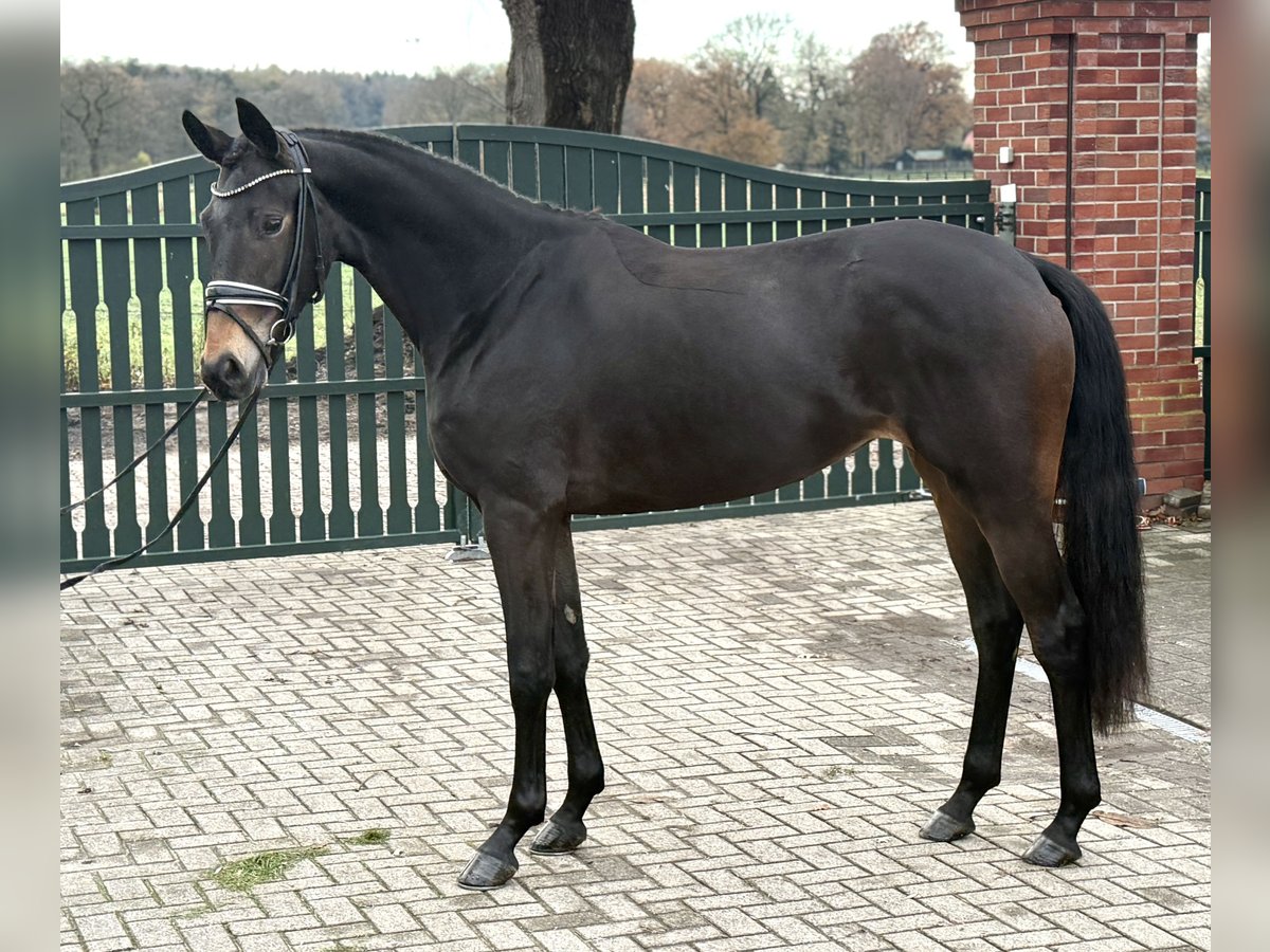 Oldenbourg Jument 3 Ans 167 cm Bai brun in Visbek