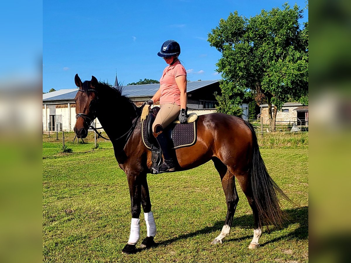 Oldenbourg Jument 3 Ans 168 cm Bai brun in Potsdam OT Satzkorn