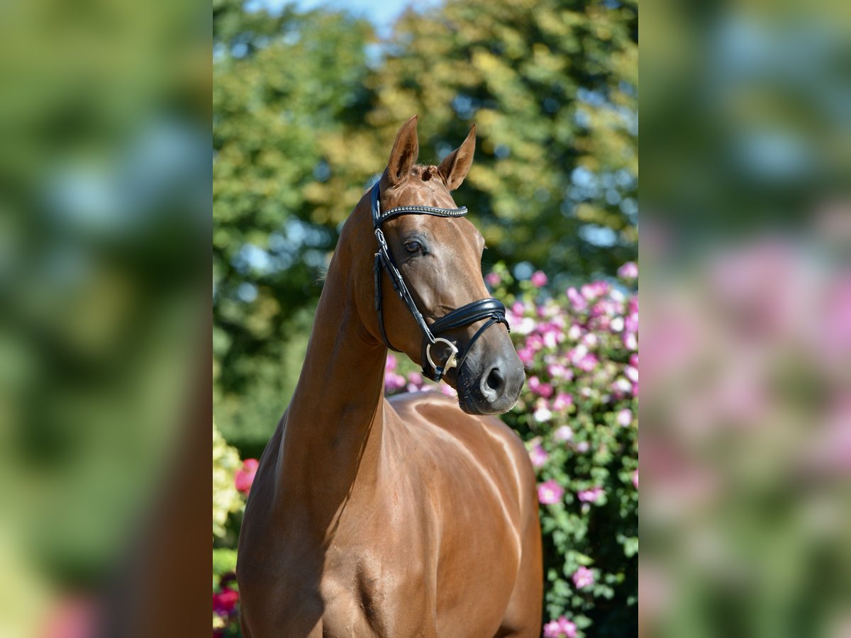 Oldenbourg Jument 3 Ans 170 cm Alezan in Visbek