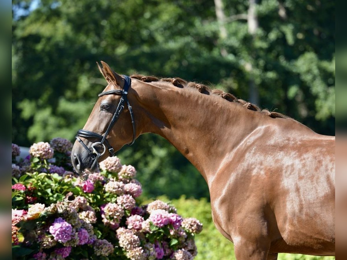 Oldenbourg Jument 3 Ans 170 cm Alezan in Visbek