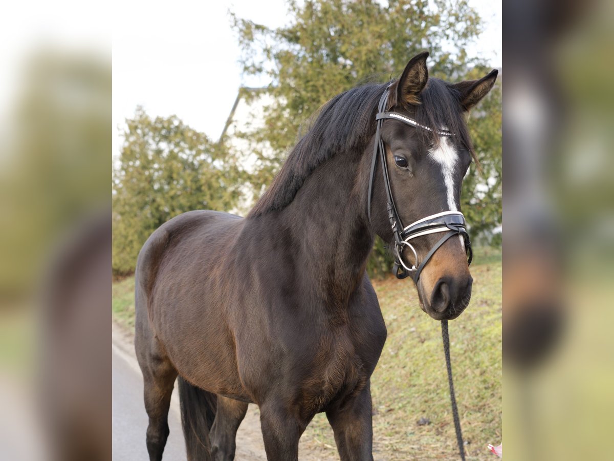 Oldenbourg Jument 3 Ans 170 cm Bai brun in Ph&#xF6;ben