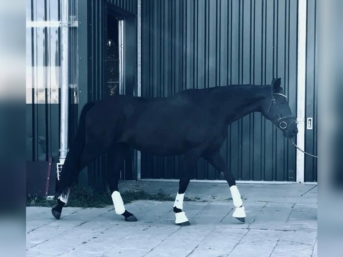 Oldenbourg Jument 3 Ans 170 cm Noir in Hildesheim