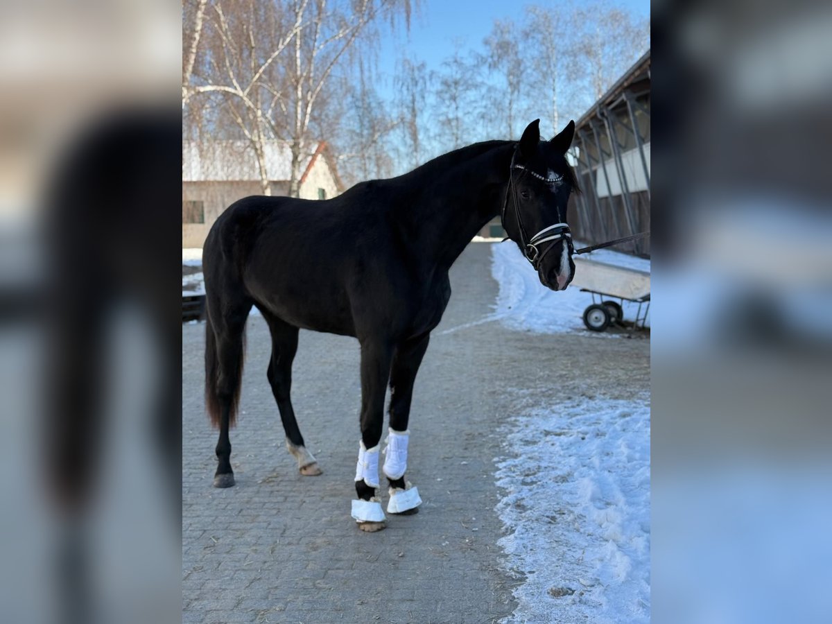 Oldenbourg Jument 3 Ans 170 cm Noir in Kloster Lehnin